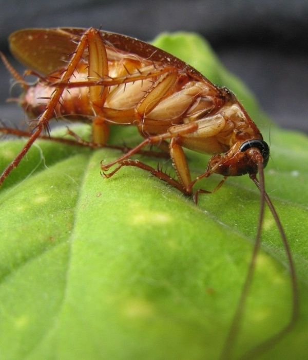 Cockroach Pest Control Longview Tx