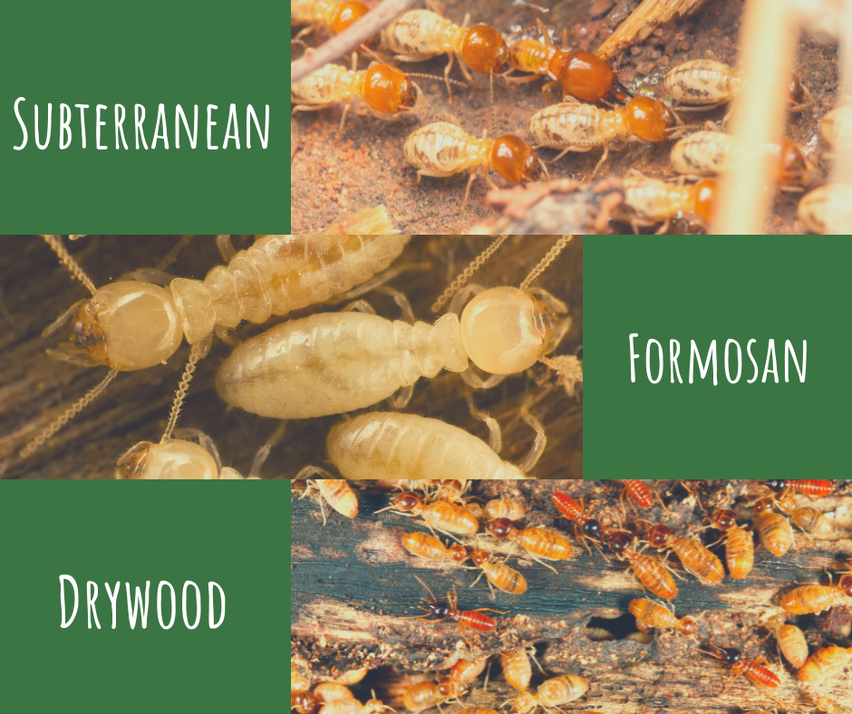 east-texas-termites