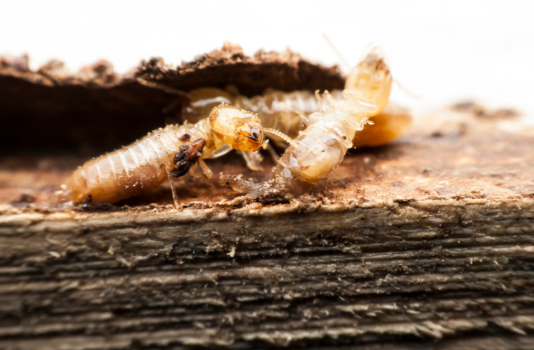 termite-and-pest-control
