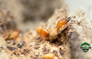 pre-construction-termite-treatment