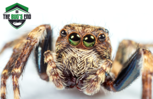 can-jumping-spiders-hear