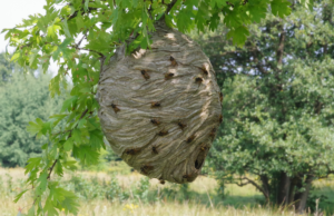 flying-insect-nests